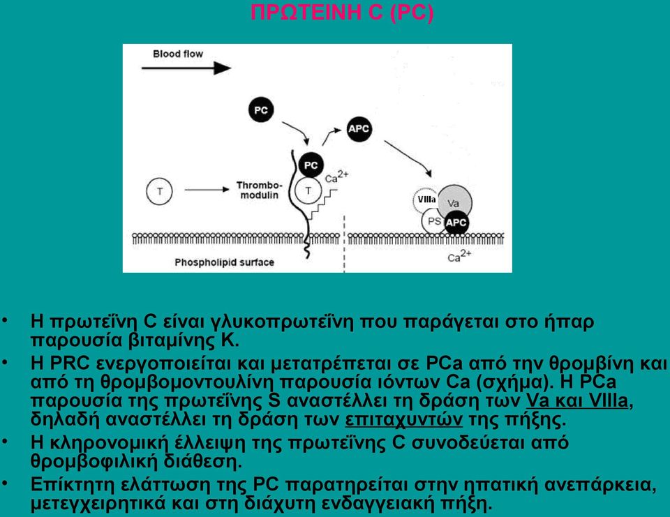 Η PCa παρουσία της πρωτεΐνης S αναστέλλει τη δράση των Va και VIIIa, δηλαδή αναστέλλει τη δράση των επιταχυντών της πήξης.