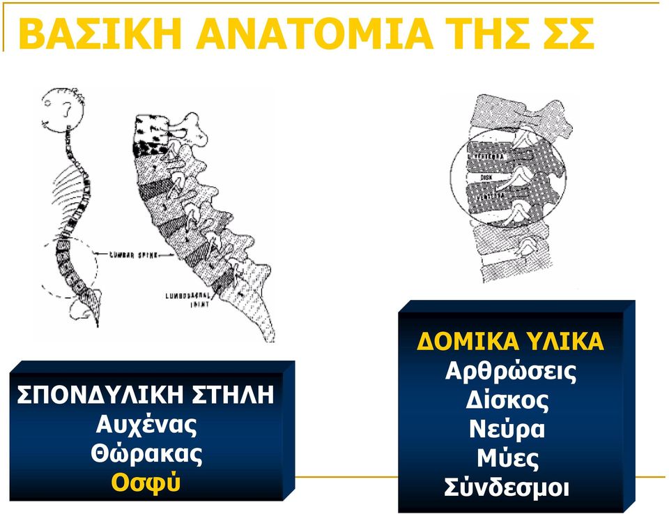 Θώρακας Οσφύ ΔΟΜΙΚΑ ΥΛΙΚΑ