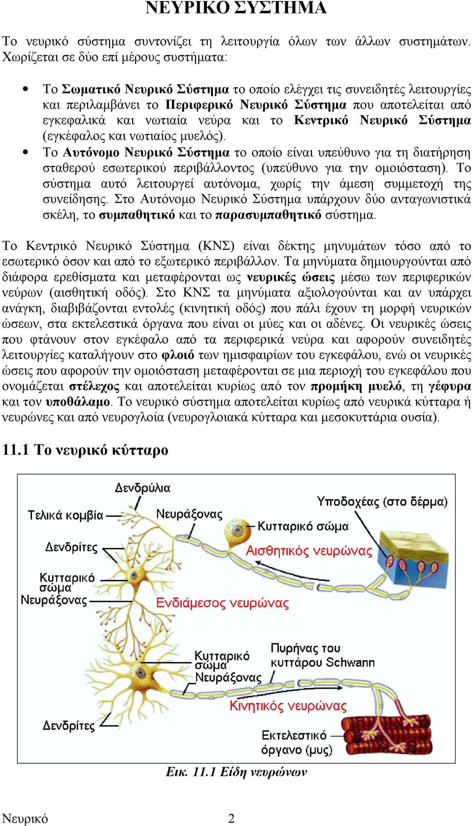 νωτιαία νεύρα και το Κεντρικό Νευρικό Σύστηµα (εγκέφαλος και νωτιαίος µυελός).
