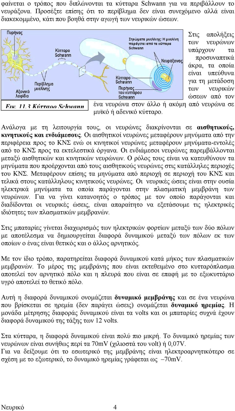 3 Κύτταρο Schwann Στις απολήξεις των νευρώνων υπάρχουν τα προσυναπτικά άκρα, τα οποία είναι υπεύθυνα για τη µετάδοση των νευρικών ώσεων από τον ένα νευρώνα στον άλλο ή ακόµη από νευρώνα σε µυϊκό ή