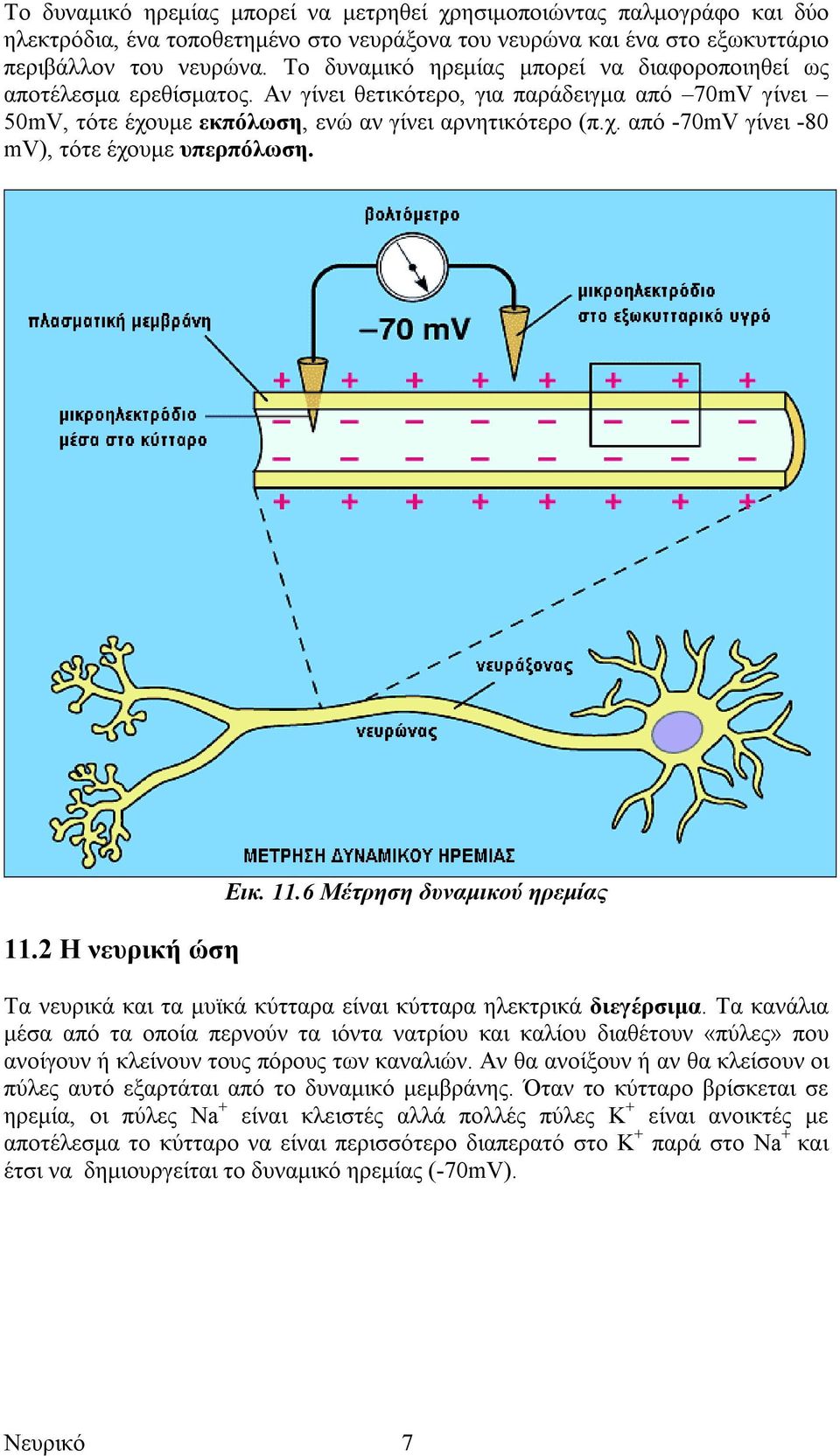 11.2 Η νευρική ώση Εικ. 11.6 Μέτρηση δυναµικού ηρεµίας Τα νευρικά και τα µυϊκά κύτταρα είναι κύτταρα ηλεκτρικά διεγέρσιµα.