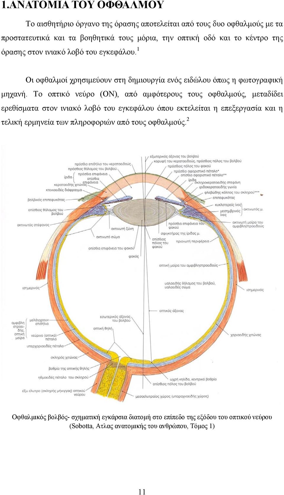Το οπτικό νεύρο (ΟΝ), από αμφότερους τους οφθαλμούς, μεταδίδει ερεθίσματα στον ινιακό λοβό του εγκεφάλου όπου εκτελείται η επεξεργασία και η τελική ερμηνεία