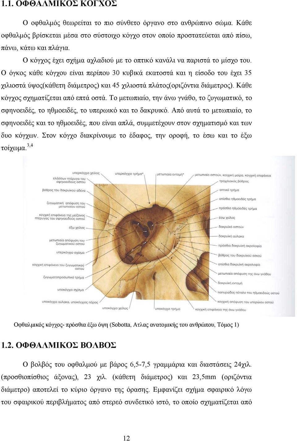 Ο όγκος κάθε κόγχου είναι περίπου 30 κυβικά εκατοστά και η είσοδο του έχει 35 χιλιοστά ύψος(κάθετη διάμετρος) και 45 χιλιοστά πλάτος(οριζόντια διάμετρος). Κάθε κόγχος σχηματίζεται από επτά οστά.