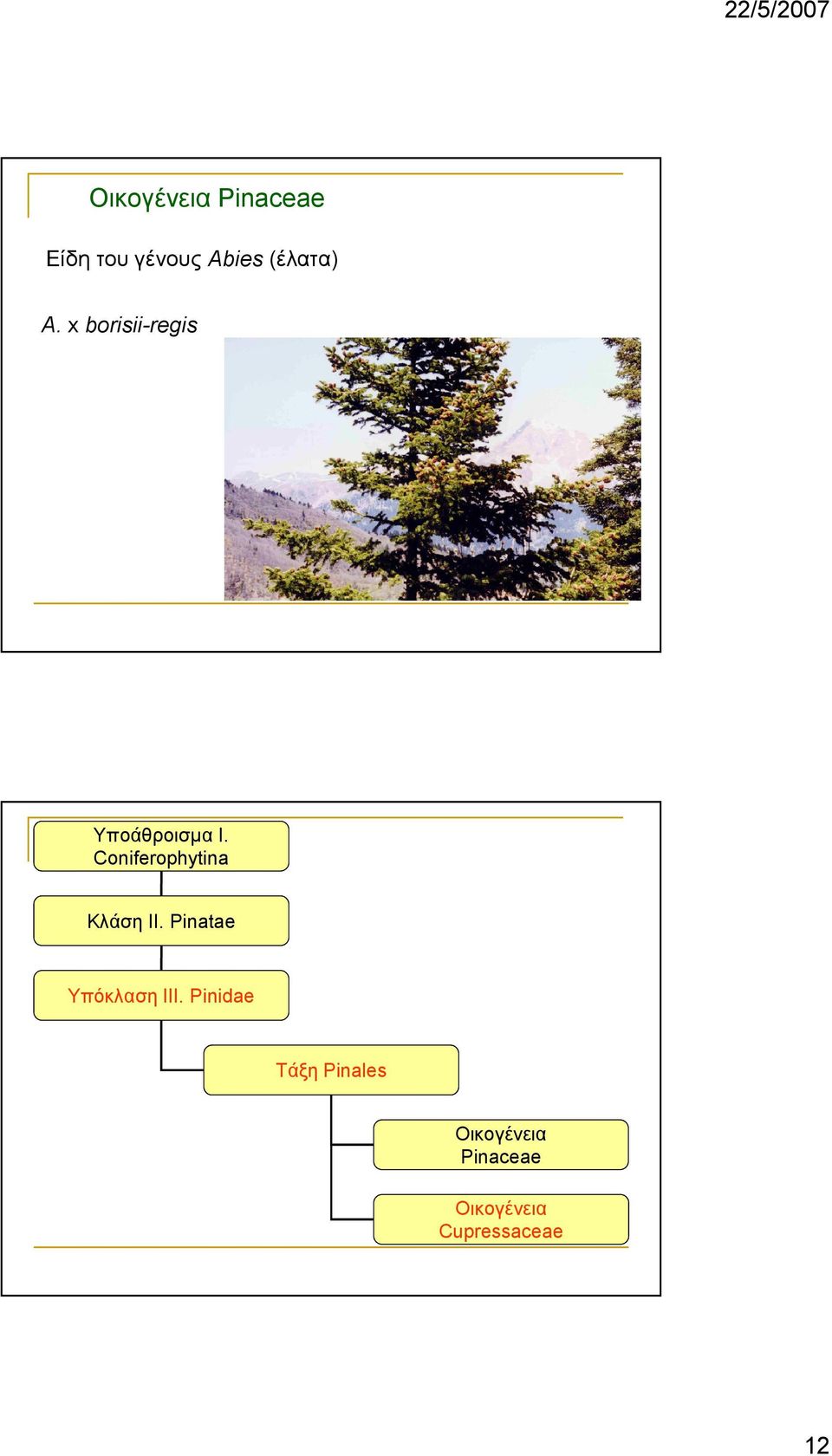 Coniferophytina Κλάση ΙI.