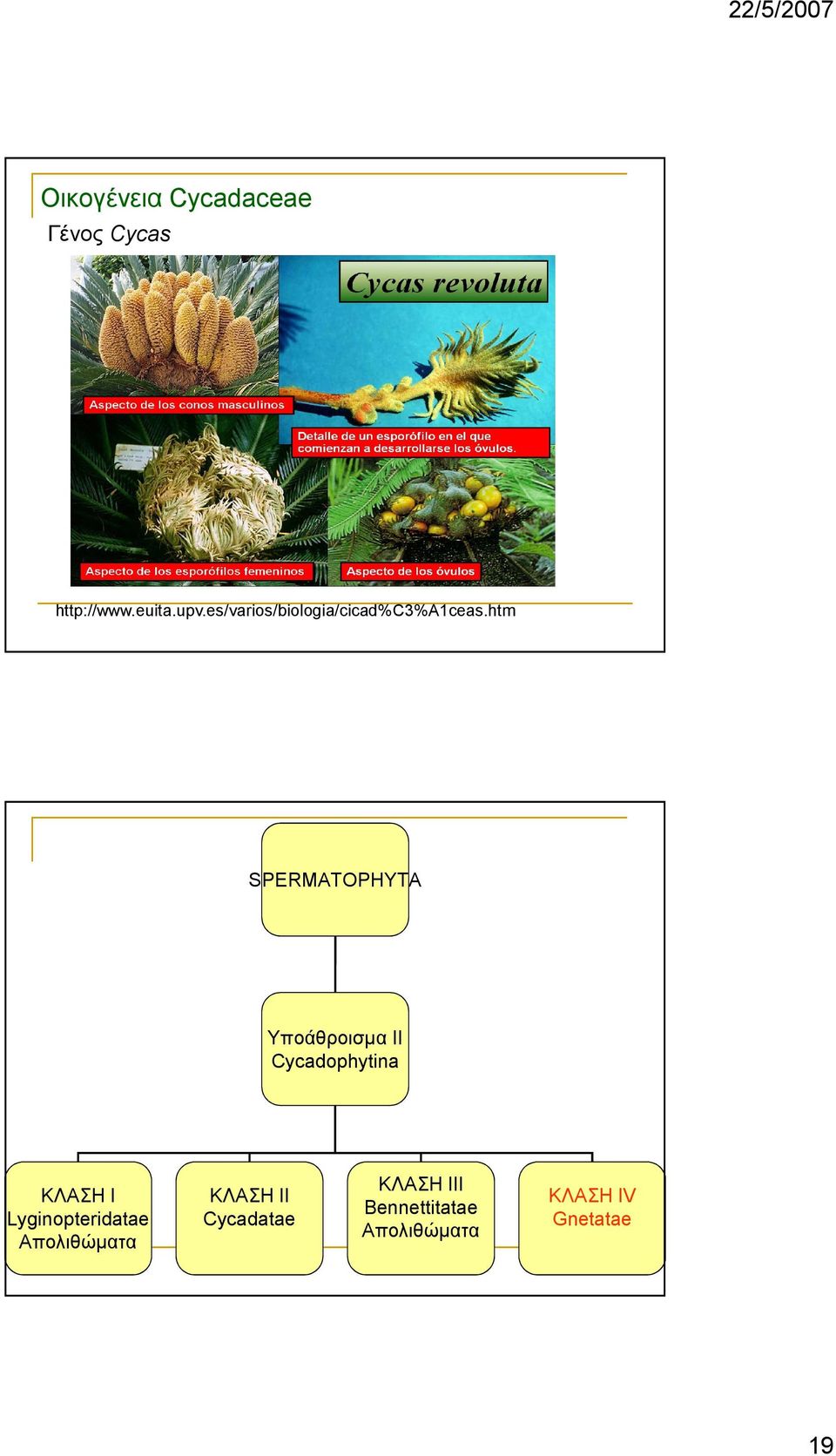 htm SPERMATOPHYTA Yποάθροισµα II Cycadophytina ΚΛΑΣΗ Ι