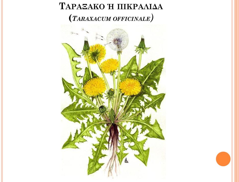 (TARAXACUM