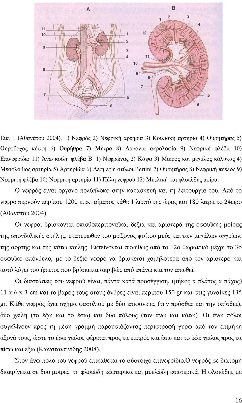 1) Νεφρώνας 2) Κάψα 3) Μικρός και μεγάλος κάλυκας 4) Μεσολόβιος αρτηρία 5) Αρτηρίδια 6) Δέσμες ή στύλοι Bertini 7) Ουρητήρας 8) Νεφρική πύελος 9) Νεφρική φλέβα 10) Νεφρική αρτηρία 11) Πύλη νεφρού 12)
