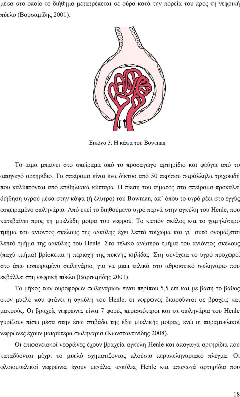 Το σπείραμα είναι ένα δίκτυο από 50 περίπου παράλληλα τριχοειδή που καλύπτονται από επιθηλιακά κύτταρα.