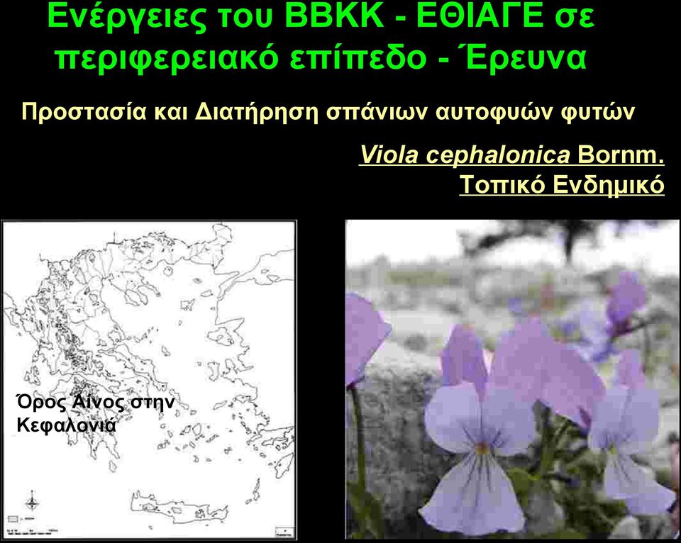 σπάνιων αυτοφυών φυτών Viola cephalonica
