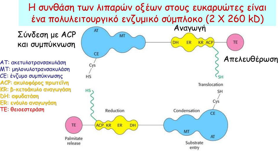 ακετυλοτρανσακυλάση ΜΤ: μηλονυλοτρανσακυλάση CE: ένζυμο συμπύκνωσης ACP: