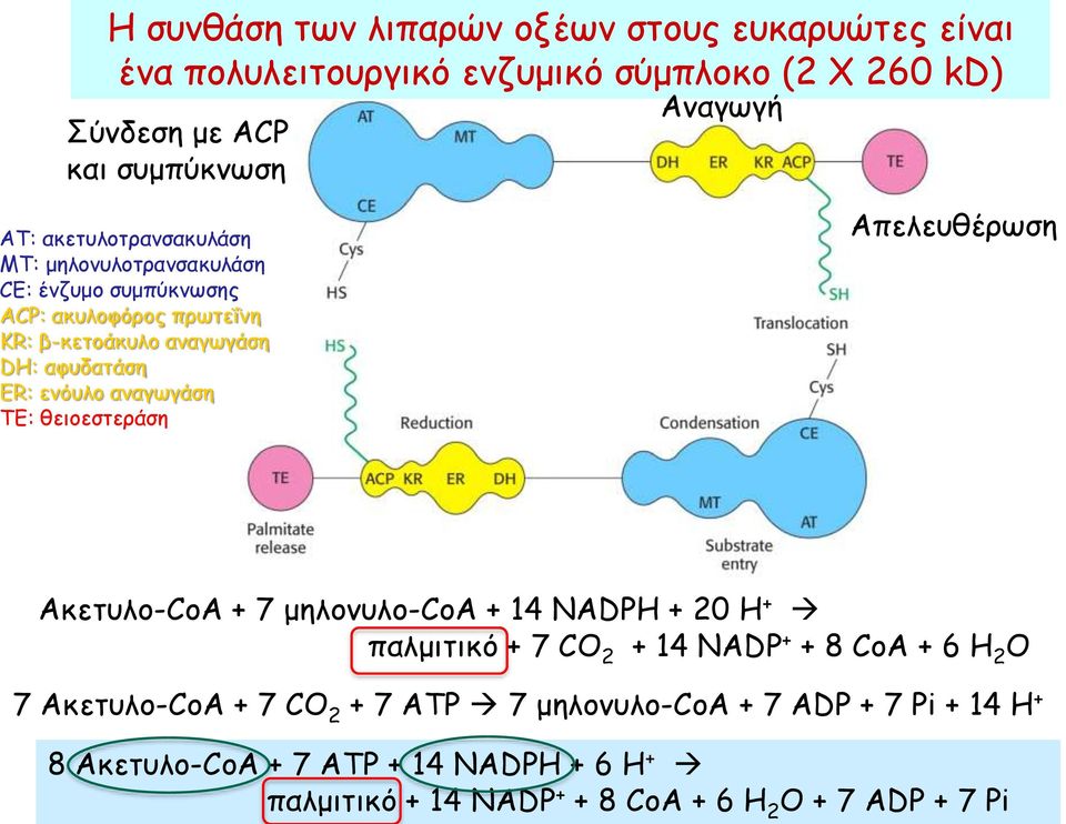 αναγωγάση ΤΕ: θειοεστεράση Απελευθέρωση Ακετυλο-CoA + 7 μηλονυλο-coa + 14 NADPH + 20 H + παλμιτικό + 7 CO 2 + 14 ΝΑDP + + 8 CoA + 6 H 2 O 7