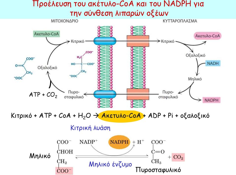 + CoA + H 2 O Ακετυλο-CoA + ADP + Pi +