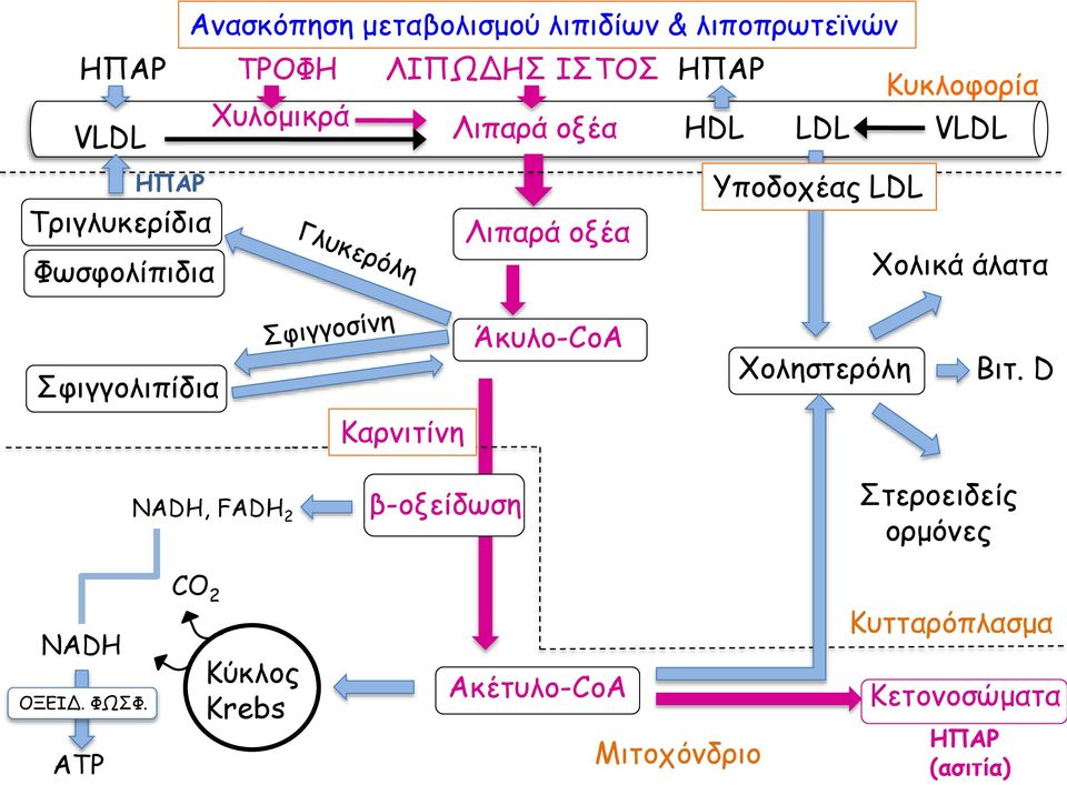 άλατα Σφιγγολιπίδια Άκυλο-CoA Χοληστερόλη Βιτ.