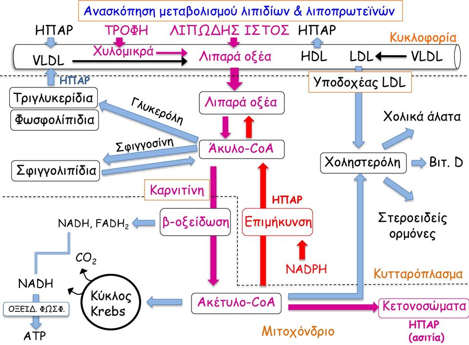 Λιπαρά οξέα Άκυλο-CoA ΗΠΑΡ Επιμήκυνση Υποδοχέας LDL Χοληστερόλη Χολικά άλατα Βιτ.