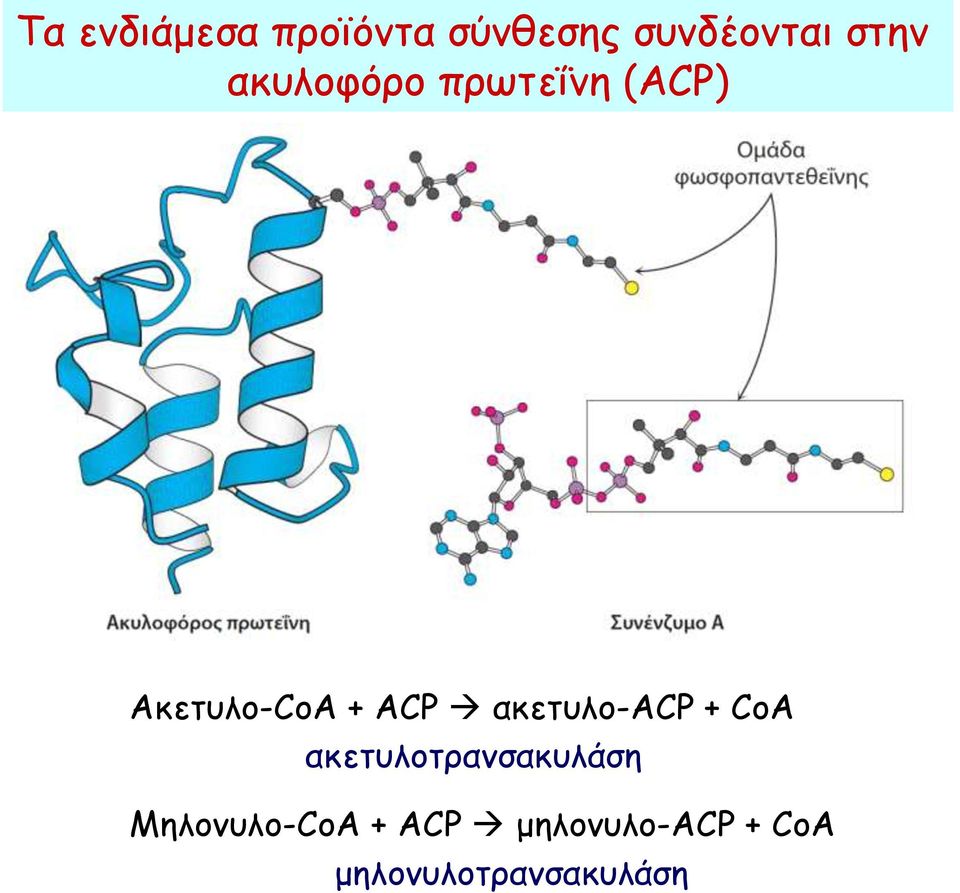 ακετυλο-acp + CoA ακετυλοτρανσακυλάση