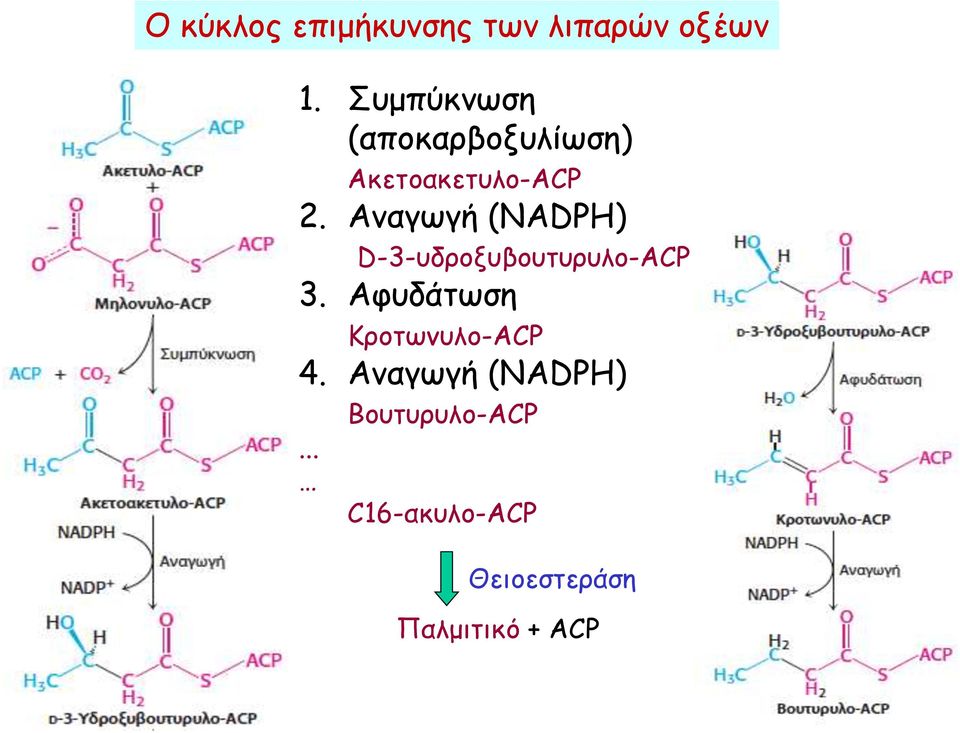 Αναγωγή (NADPH) D-3-υδροξυβουτυρυλο-ACP 3.