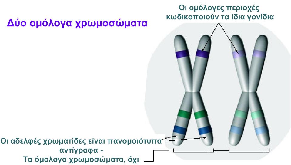 Οι αδελφές χρωµατίδες είναι