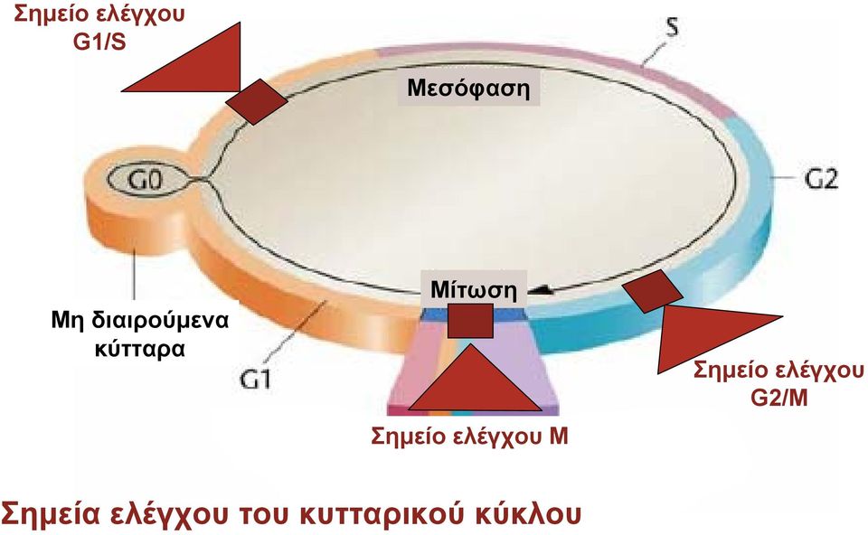 Σηµείο ελέγχου M Πρόφαση Σηµείο ελέγχου