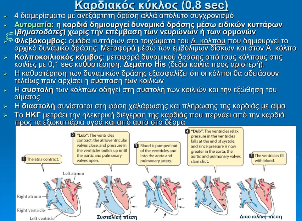 κόλπο Κολποκοιλιακός κόμβος: μεταφορά δυναμικού δράσης από τους κόλπους στις κοιλίες με 0,1 sec καθυστέρηση. Δεμάτιο His (δεξιά κοιλία προς αριστερή).