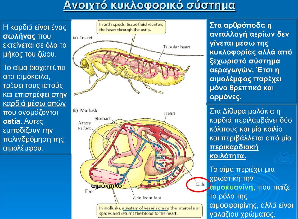 αιμόκοιλο Στα αρθρόποδα η ανταλλαγή αερίων δεν γίνεται μέσω της κυκλοφορίας αλλά από ξεχωριστό σύστημα αεραγωγών.