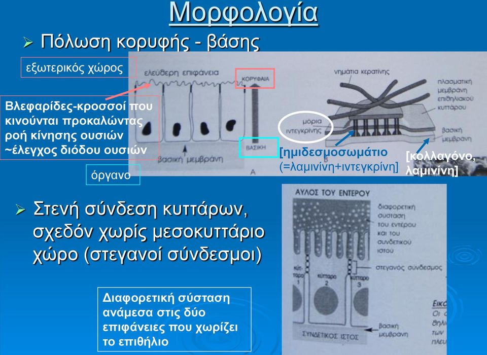 σχεδόν χωρίς μεσοκυττάριο χώρο (στεγανοί σύνδεσμοι) [ημιδεσμοσωμάτιο