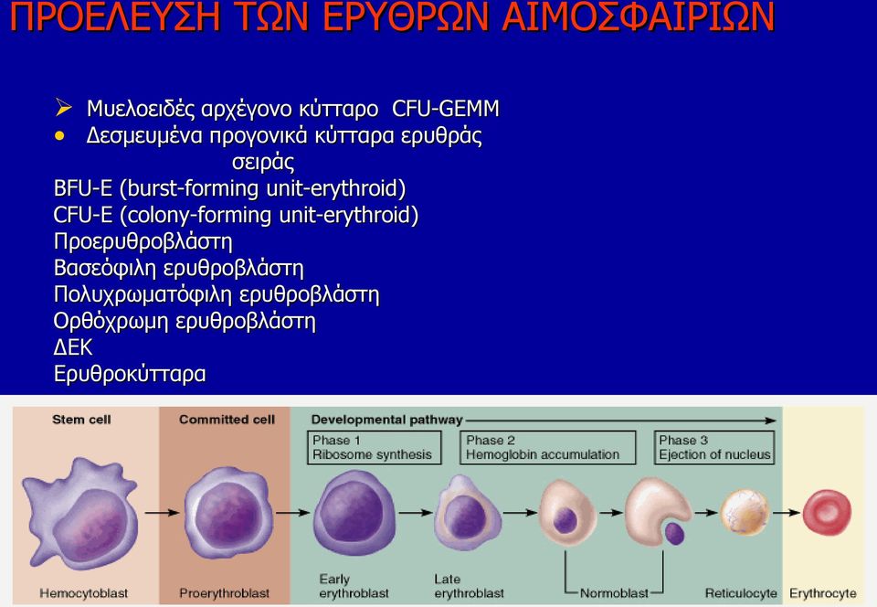 unit-erythroid) CFU-E (colony-forming unit-erythroid) Προερυθροβλάστη