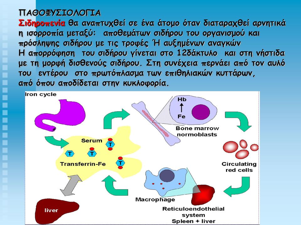 απορρόφηση του σιδήρου γίνεται στο 12δάκτυλο και στη νήστιδα με τη μορφή δισθενούς σιδήρου.