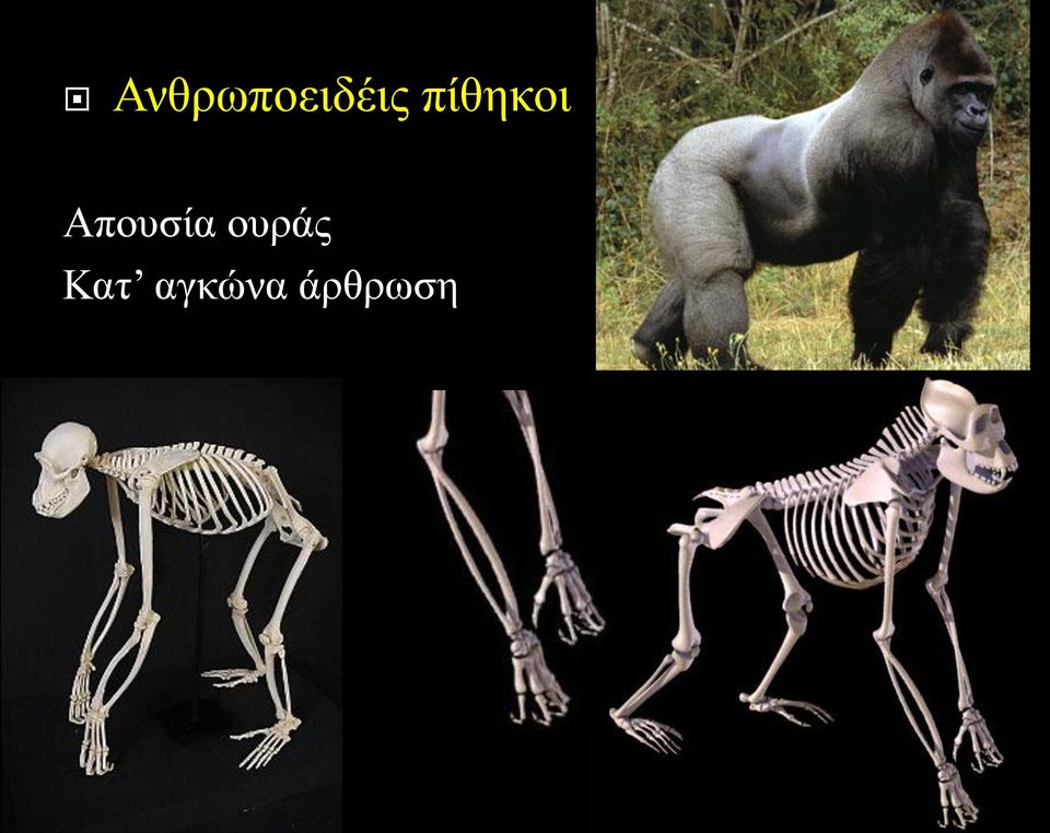 Απουσία ουράς