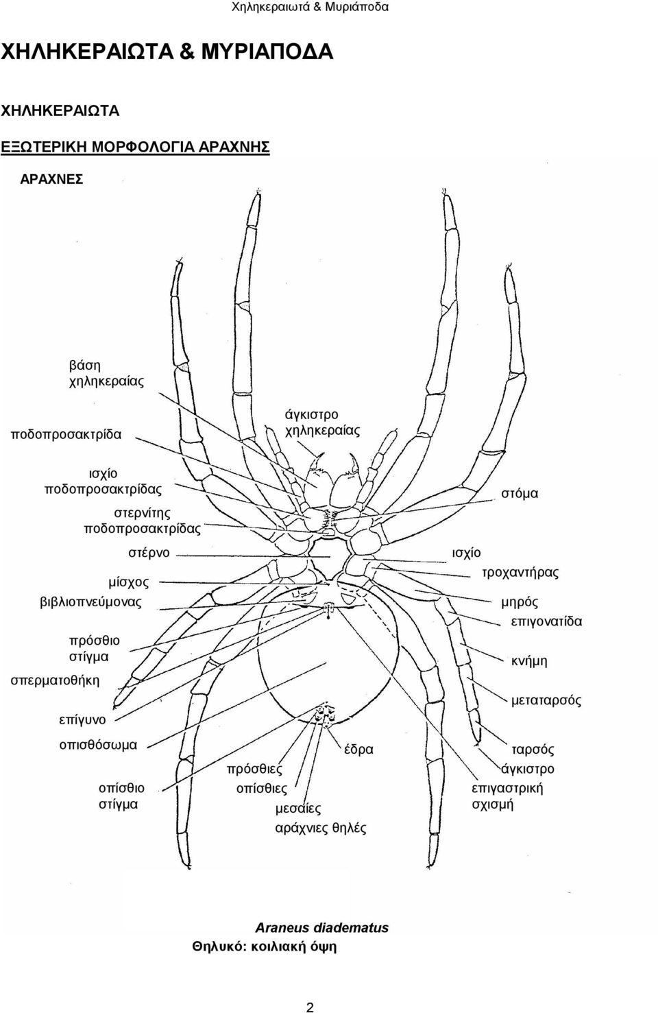 σπερματοθήκη επίγυνο οπισθόσωμα οπίσθιο στίγμα στέρνο έδρα πρόσθιες οπίσθιες μεσαίες αράχνιες θηλές στόμα ισχίο