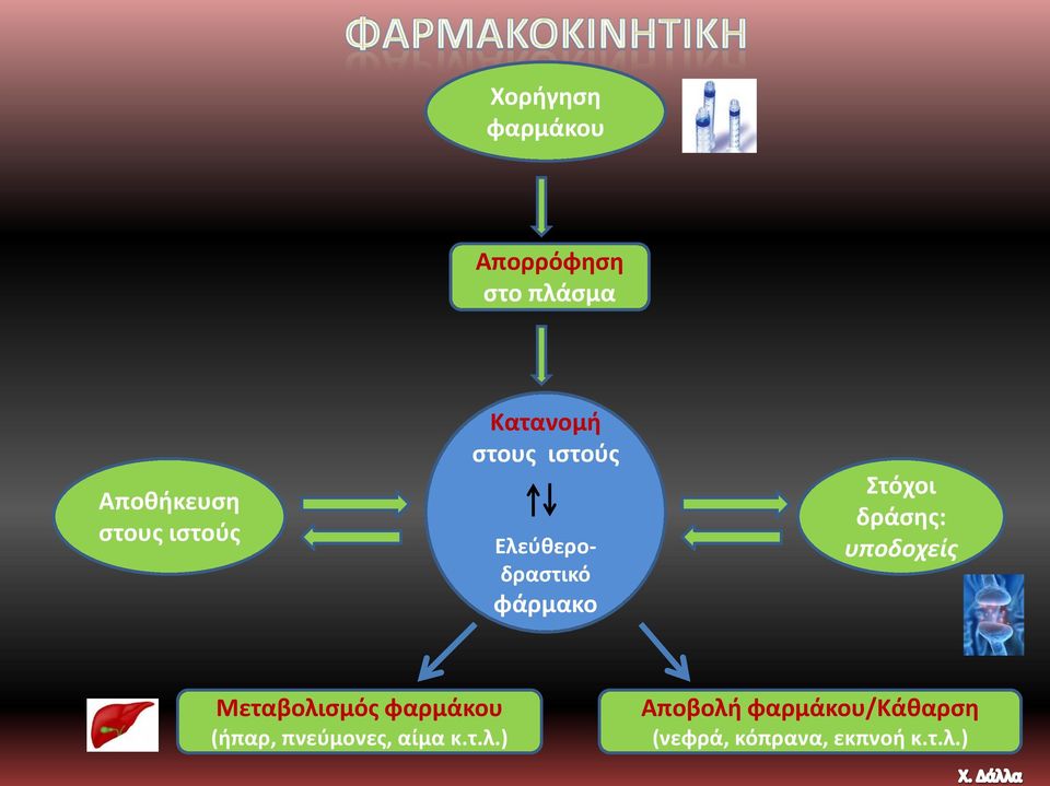 δράσης: υποδοχείς Μεταβολισμός φαρμάκου (ήπαρ, πνεύμονες,
