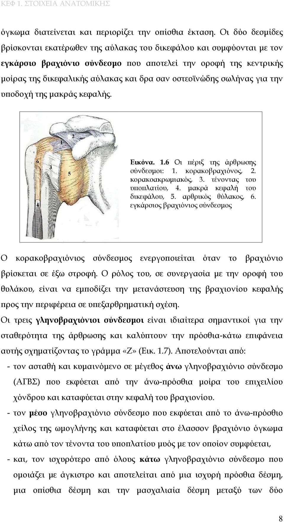 οστεοϊνώδης σωλήνας για την υποδοχή της μακράς κεφαλής. 1 2 6 4 3 5 Εικόνα. 1.6 Οι πέριξ της άρθρωσης σύνδεσμοι: 1. κορακοβραχιόνος, 2. κορακοακρωμιακός, 3. τένοντας του υποπλατίου, 4.
