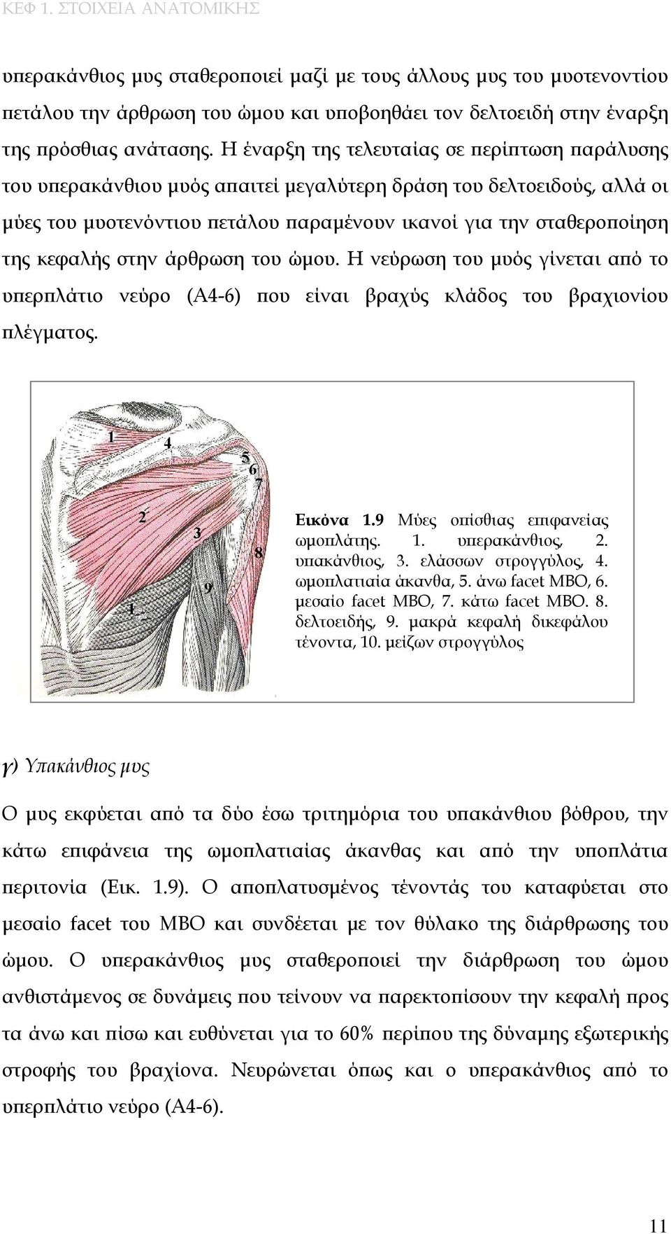 κεφαλής στην άρθρωση του ώμου. Η νεύρωση του μυός γίνεται από το υπερπλάτιο νεύρο (Α4-6) που είναι βραχύς κλάδος του βραχιονίου πλέγματος. 1 4 1 2 3 9 8 Εικόνα 1.9 Μύες οπίσθιας επιφανείας ωμοπλάτης.
