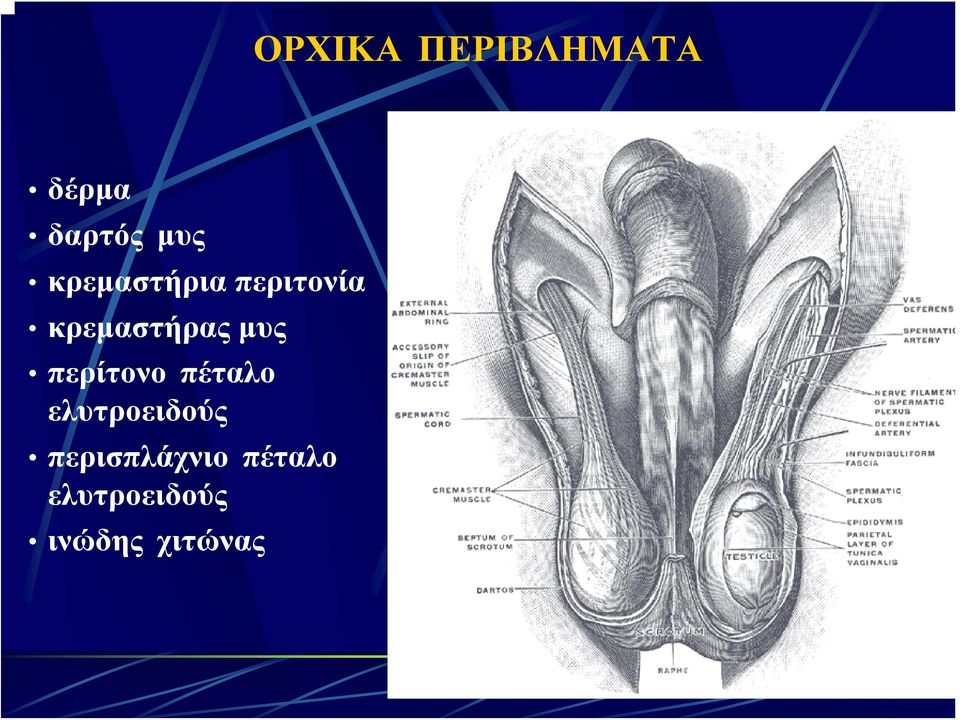 περίτονο πέταλο ελυτροειδούς