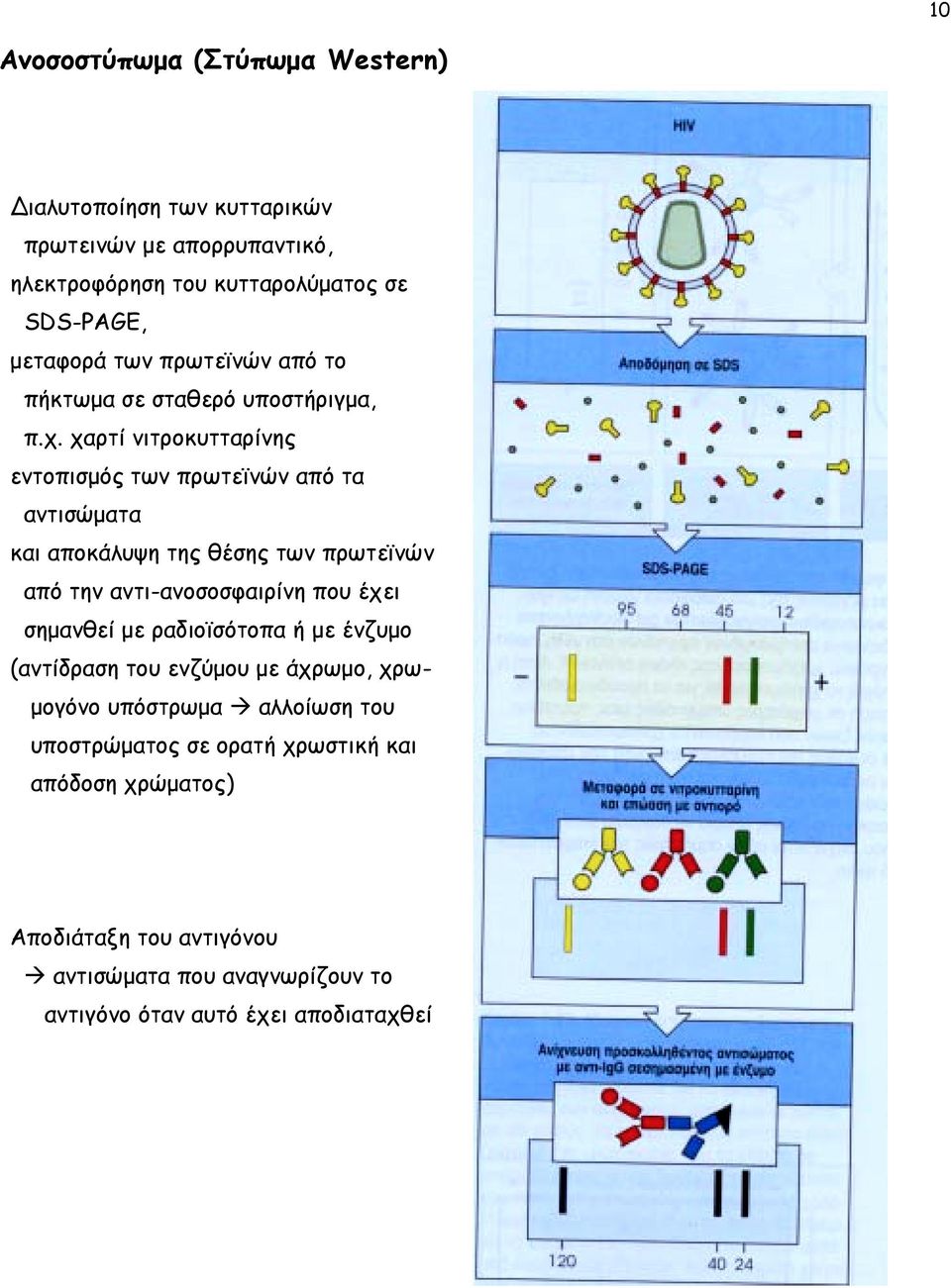 χαρτί νιτροκυτταρίνης εντοπισµός των πρωτεϊνών από τα αντισώµατα και αποκάλυψη της θέσης των πρωτεϊνών από την αντι-ανοσοσφαιρίνη που έχει σηµανθεί