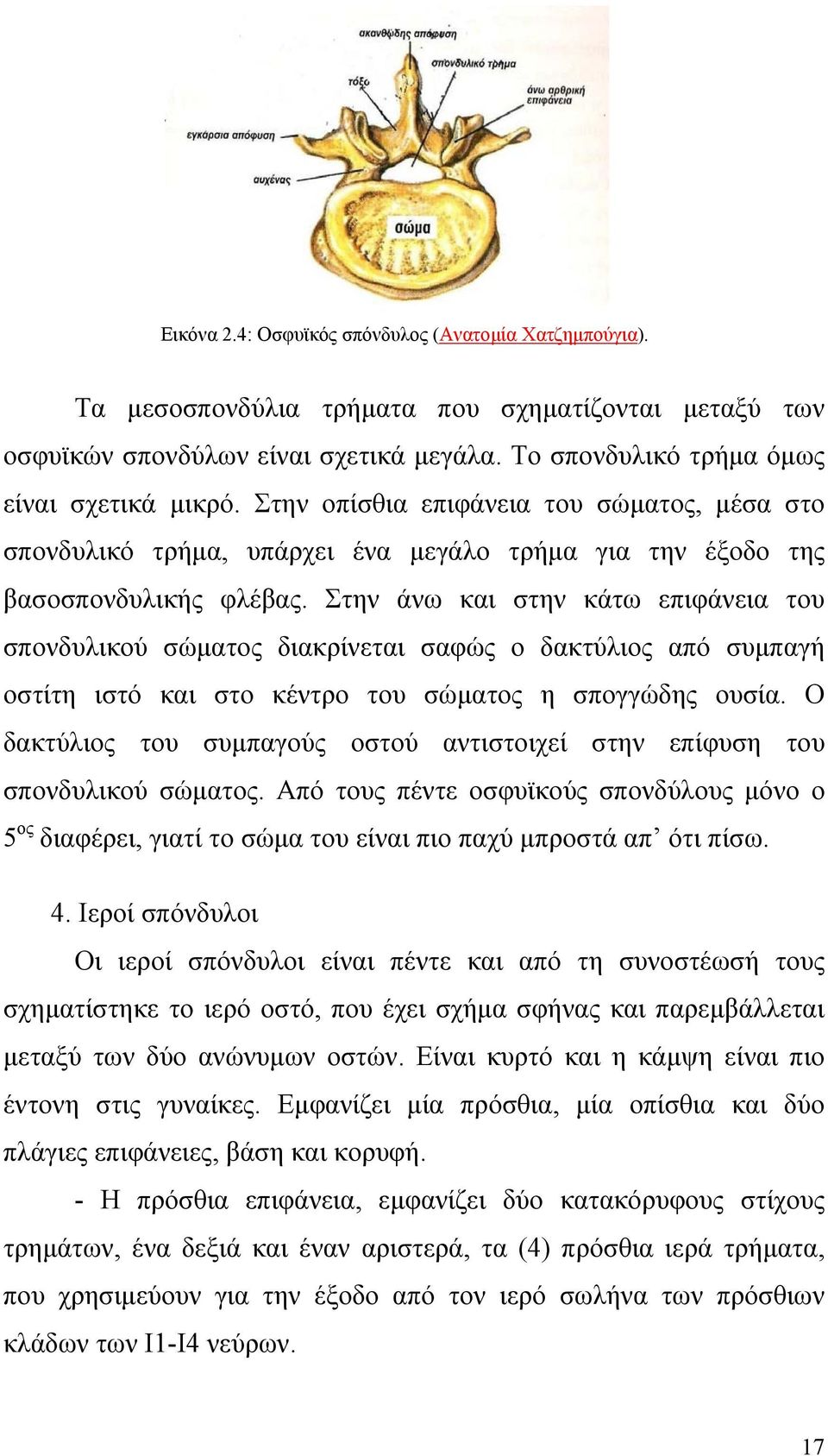 Στην άνω και στην κάτω επιφάνεια του σπονδυλικού σώματος διακρίνεται σαφώς ο δακτύλιος από συμπαγή οστίτη ιστό και στο κέντρο του σώματος η σπογγώδης ουσία.