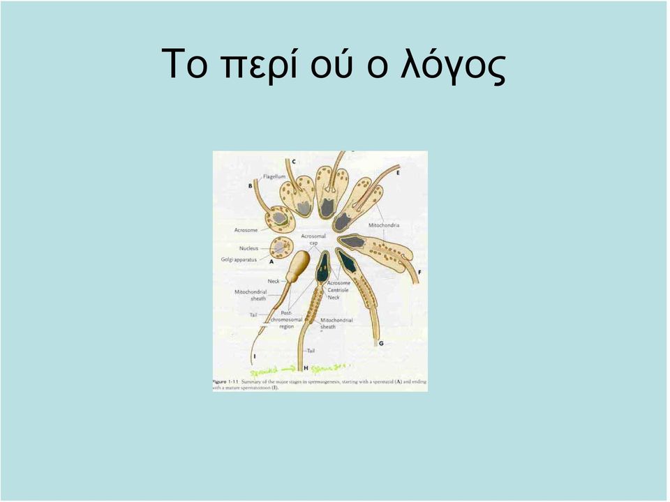 λόγος