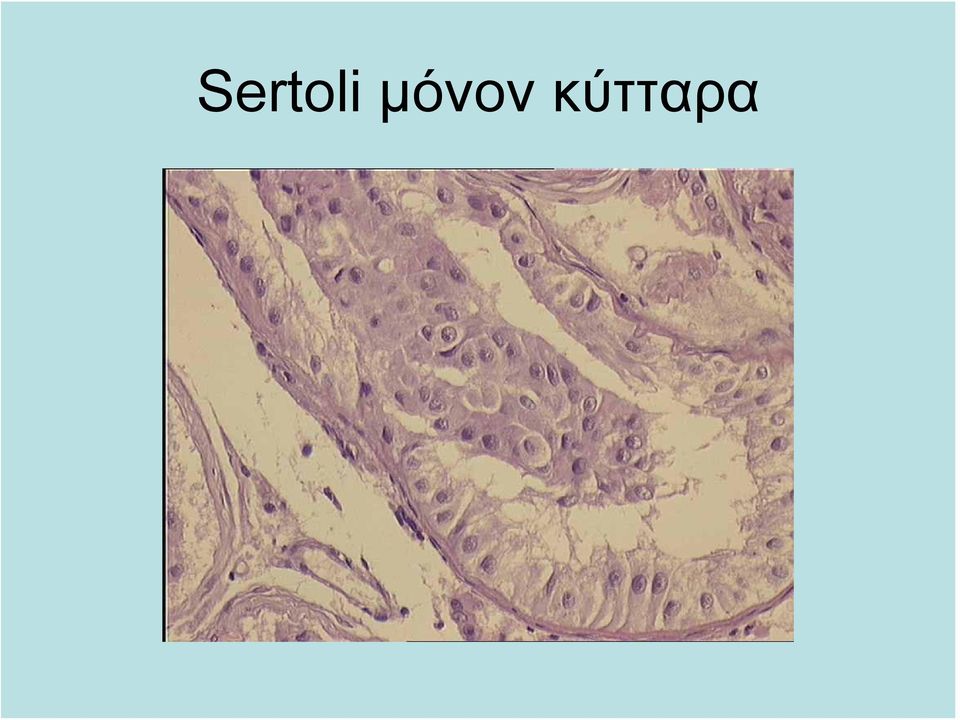 κύτταρα