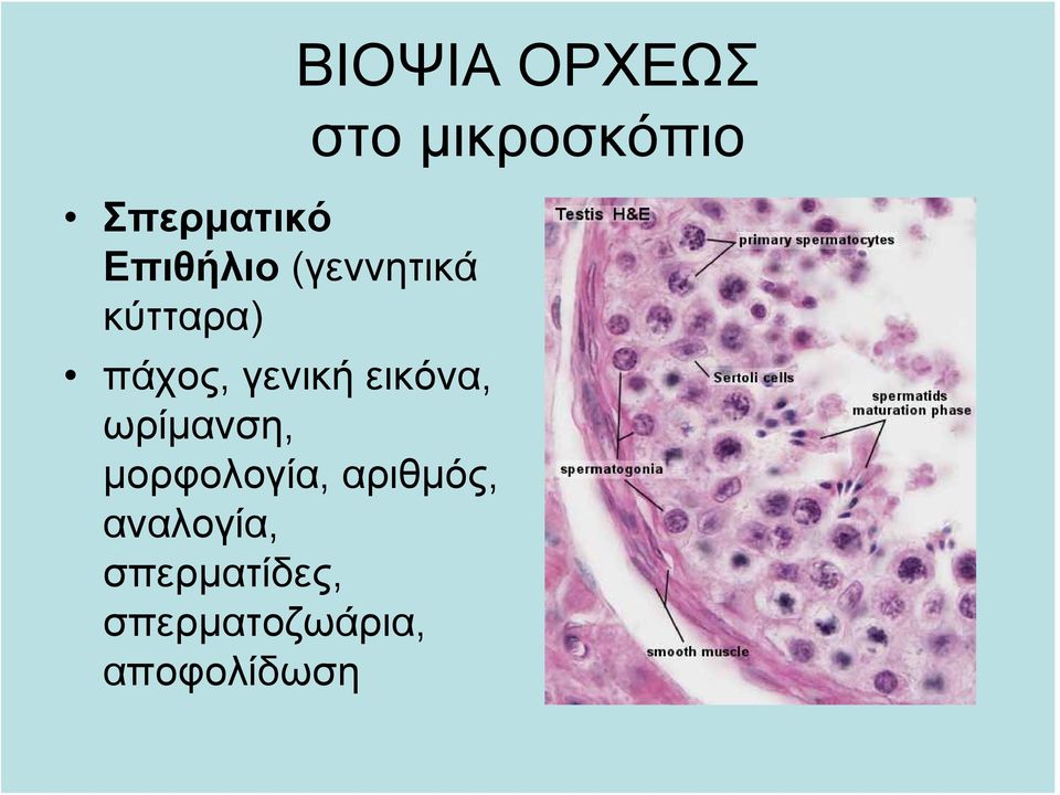 αριθμός, αναλογία, σπερματίδες,