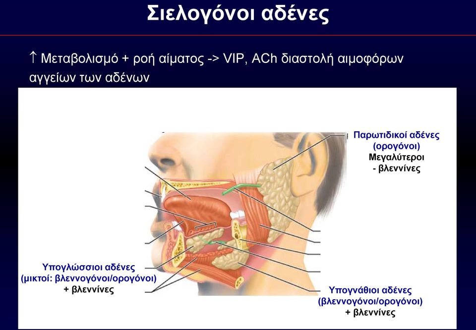 Μεγαλύτεροι - βλεννίνες Υπογλώσσιοι αδένες (μικτοί: