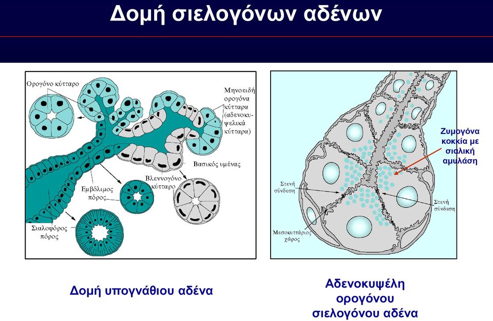 αμυλάση Δομή υπογνάθιου αδένα