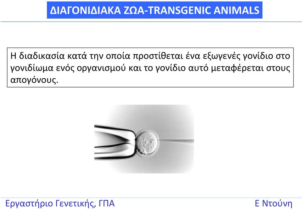 εξωγενές γονίδιο στο γονιδίωμα ενός