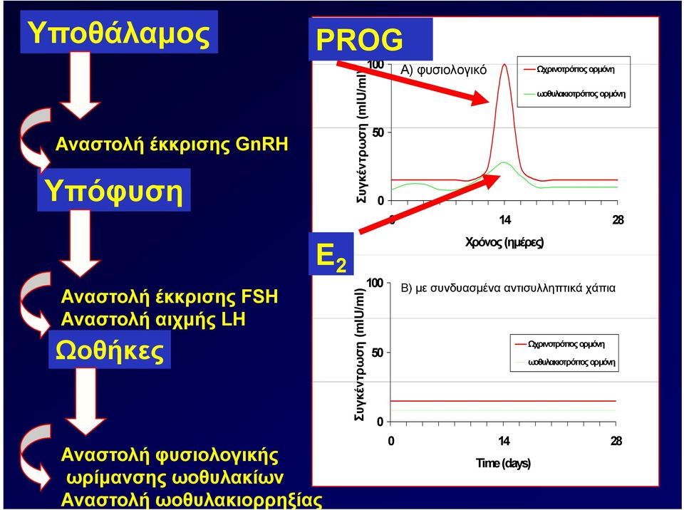 ντρωση (mi 100 50 0 U/ml)100 50 A) φυσιολογικό Ωχρινοτρόπος ορμόνη ωοθυλακιοτρόπος ορμόνη 0 14 28 Χρόνος