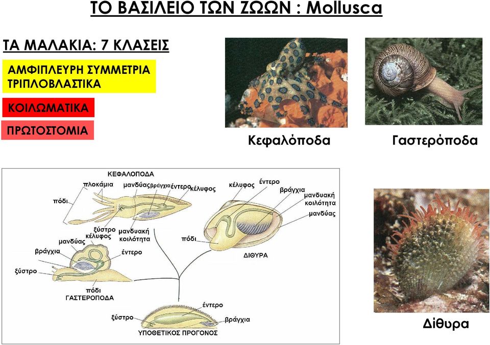 ΚΟΙΛΩΜΑΤΙΚΑ ΤΟ ΒΑΣΙΛΕΙΟ ΤΩΝ ΖΩΩΝ :