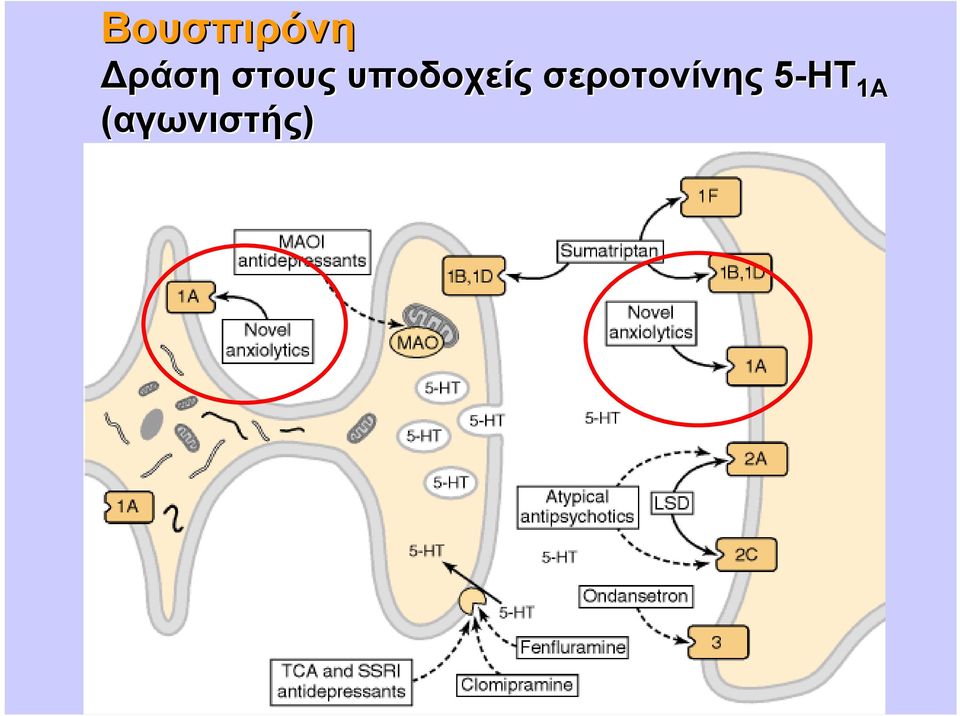 σεροτονίνης