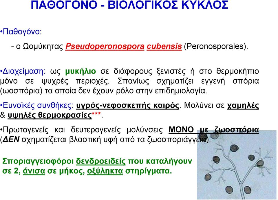 Σπανίως σχηματίζει εγγενή σπόρια (ωοσπόρια) τα οποία δεν έχουν ρόλο στην επιδημιολογία. Ευνοϊκές συνθήκες: υγρός-νεφοσκεπής καιρός.