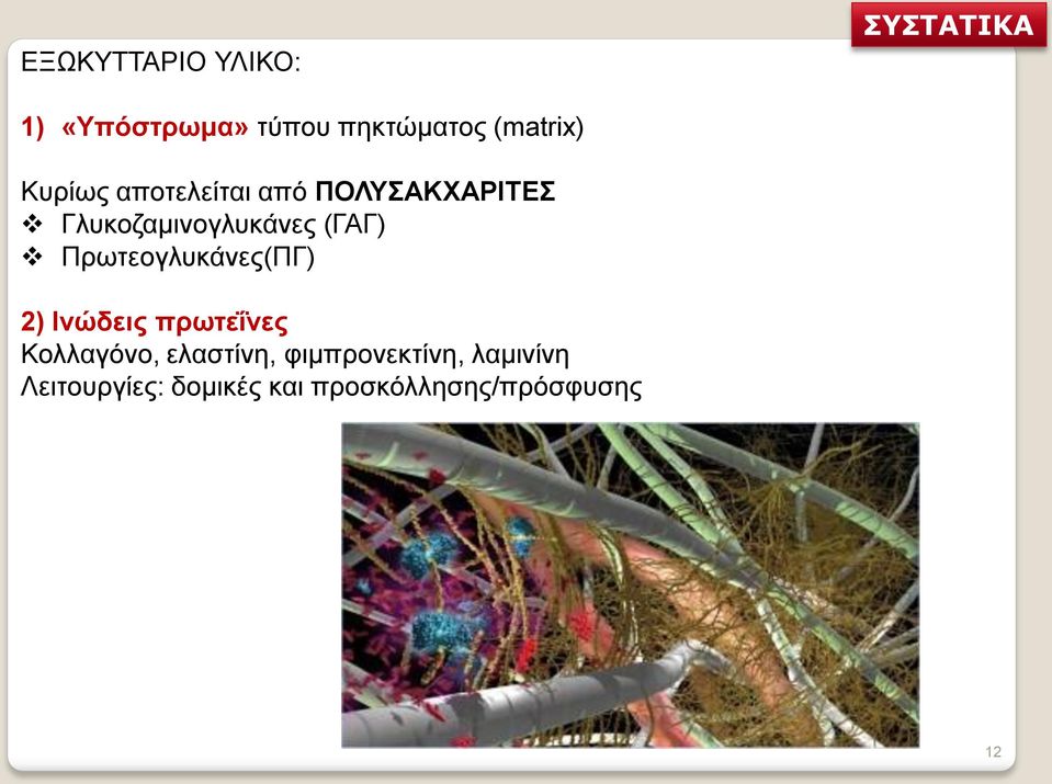 (ΓΑΓ) Πρωτεογλυκάνες(ΠΓ) 2) Ινώδεις πρωτεΐνες Κολλαγόνο, ελαστίνη,