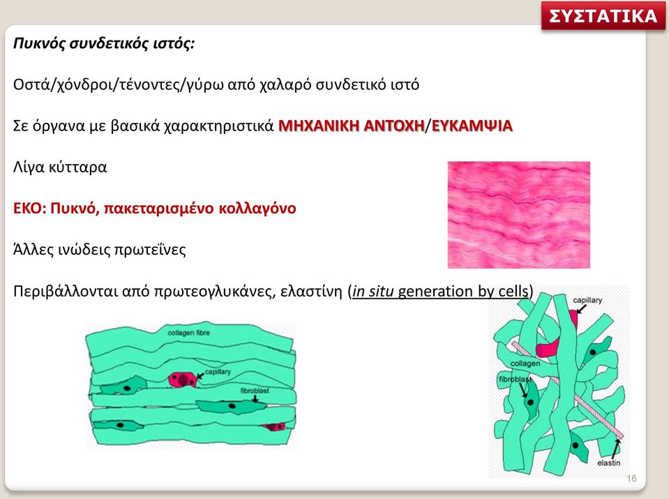 ΑΝΤΟΧΗ/ΕΥΚΑΜΨΙΑ Λίγα κύτταρα ΕΚΟ: Πυκνό, πακεταρισμένο κολλαγόνο Άλλες