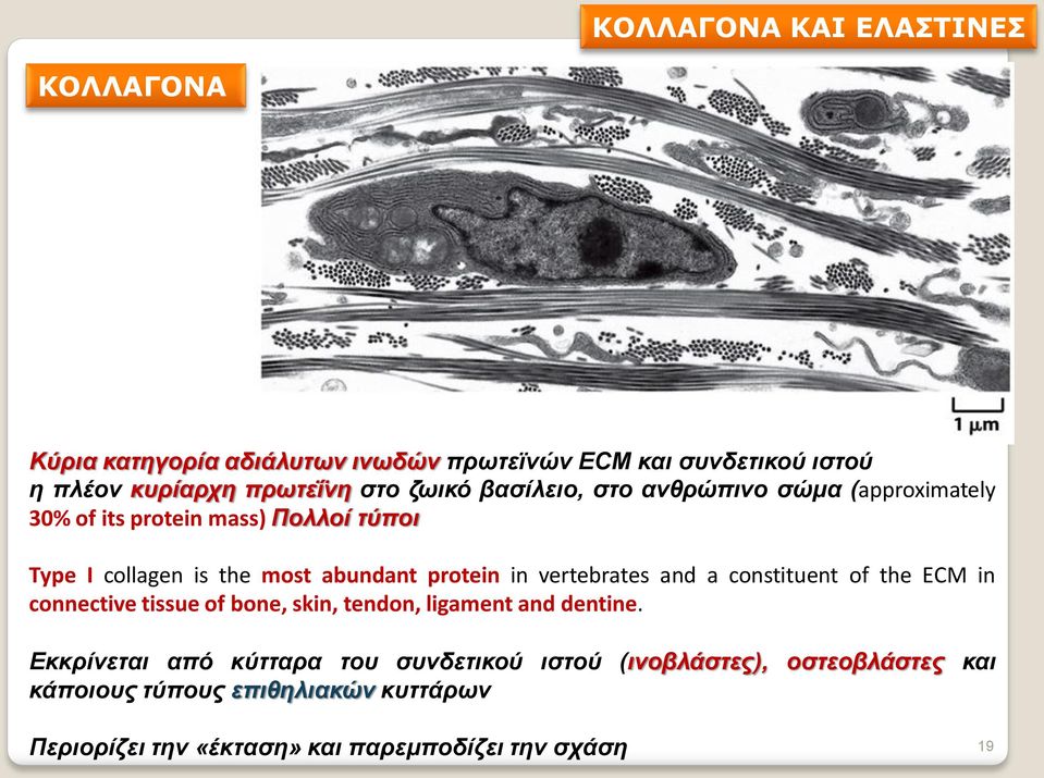 in vertebrates and a constituent of the ΕCM in connective tissue of bone, skin, tendon, ligament and dentine.