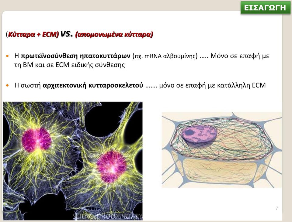 mrna αλβουμίνης).