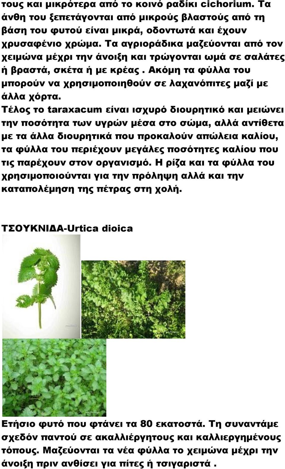 Σέλος το taraxacum είναι ισχυρό διουρητικό και μειώνει την ποσότητα των υγρών μέσα στο σώμα, αλλά αντίθετα με τα άλλα διουρητικά που προκαλούν απώλεια καλίου, τα φύλλα του περιέχουν μεγάλες ποσότητες